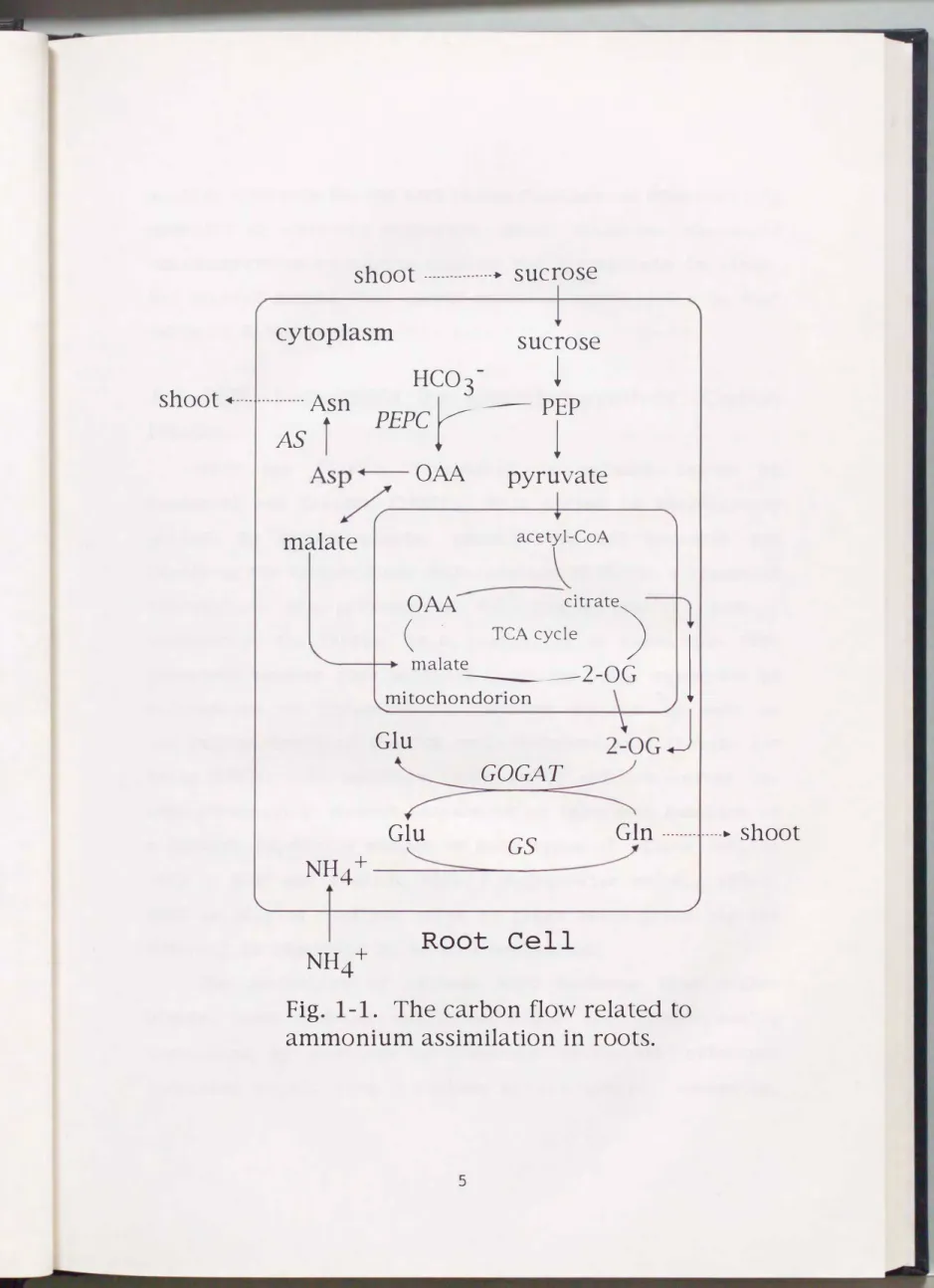 Fig.  1-1.  The  carbon  flow  related  to  ammonium  assimilation  in  roots. 