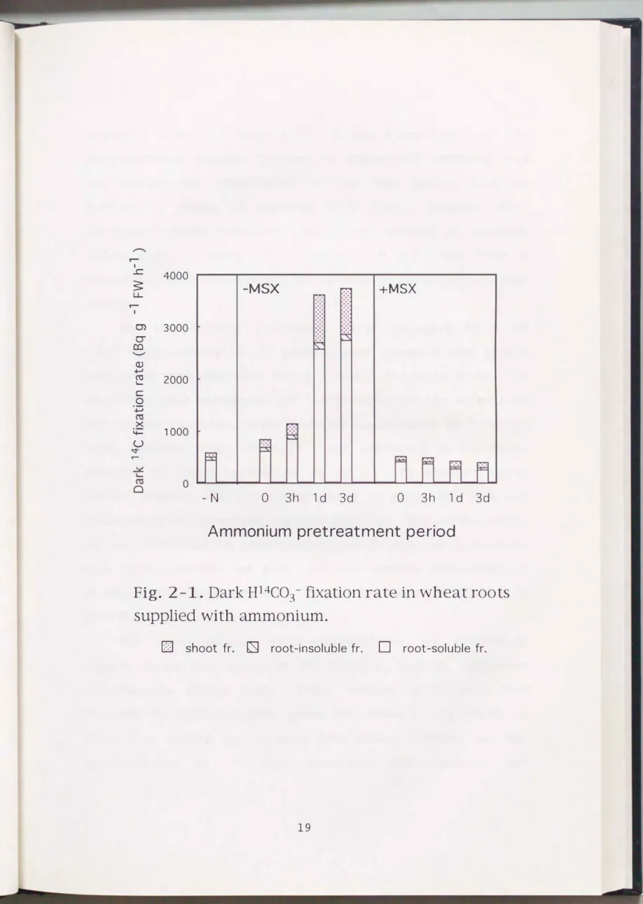 Fig.  2-1.  Dark H14C03- fixation rate in wheat roots  supplied  with  ammonium. 