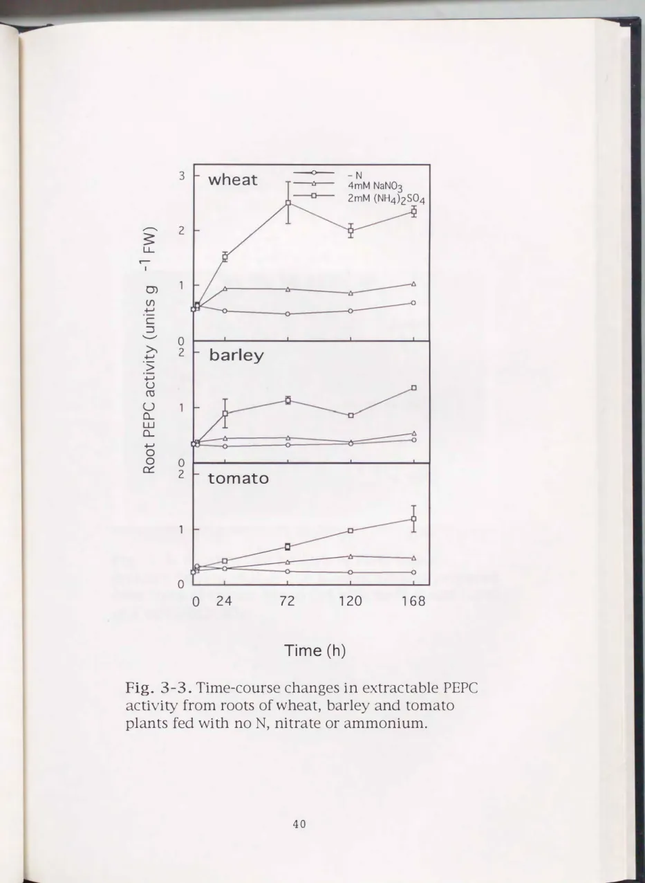 Fig.  3-3.  Time-course changes in  extractable  PEPC  activity  from roots of wheat,  barley  and  tomato  plants  fed  with  noN,  nitrate  or  ammonium