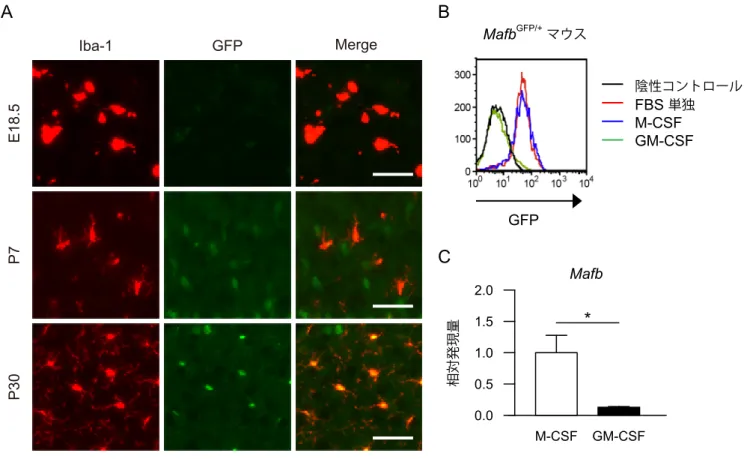 図 2. MafB の発現は、in vivo ではミクログリアが成熟するにつれて上昇し、in vitro では GM-CSF に よって減少する。