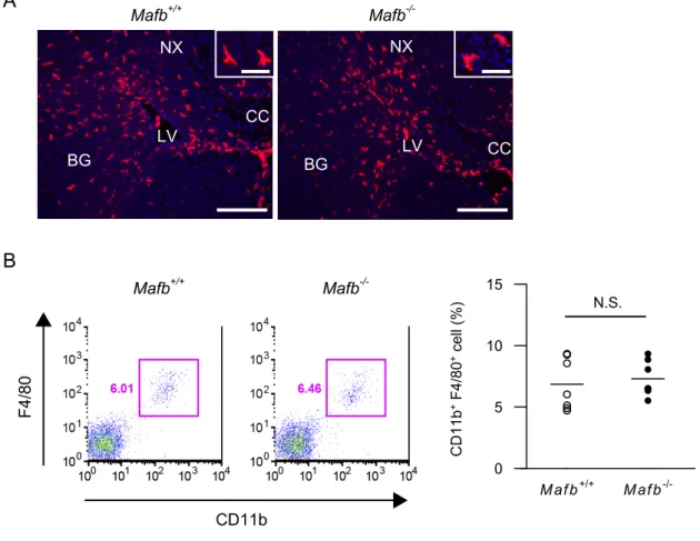 図 3. Mafb 遺伝子欠損ミクログリアでは、in vitro における GM-CSF の効果が増強される。