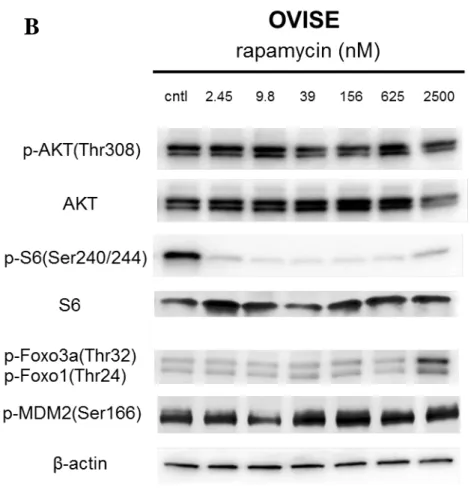 図 8      DS-7423 及び rapamycin 添加による PI3K-AKT 経路のシグナル抑制 