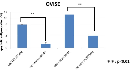 図 12 OVISE 株における DS-7423 と Rapamycin によるアポトーシス誘導率の比較  同濃度の DS-7423 と rapamycin におけるアポトーシス誘導率の比較を Annexin Ⅴ -FITC 法により行った。156nM、2500nM いずれの濃度下においても Rapamycin に比べて DS-7423 のほうがアポトーシス誘導率が高いという結果が得られた。  8．DS-7423 による TP53 依存性アポトーシスの誘導  AKT の下流分子である MDM2 のリン酸化は