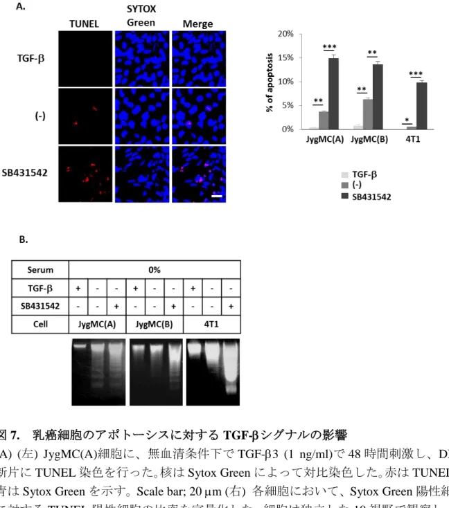 図 7.  乳癌細胞のアポトーシスに対する TGF-シグナルの影響 