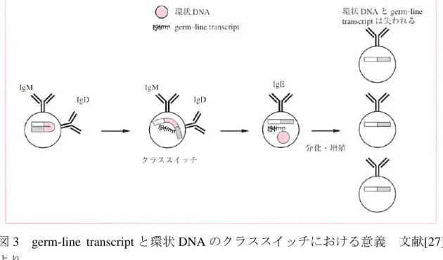 図 3 germ-line transcript と環状 DNA のクラススイッチにおける意義  文献 [27]