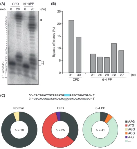 Figure 5 Efficient bypass of Pold (exo-) holoenzyme across CPD and 6-4 PP at a high dNTP concentration