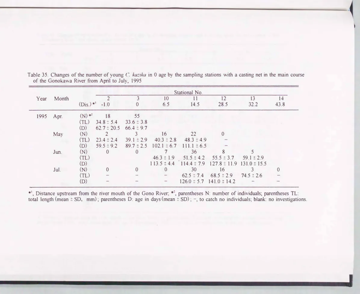 Table  35.  Changes  of the  number of young  C.  kaごikαin 0  age  by  the  sampling  stations  with  a  casting  net  in  the  main  course  of  the  Gonokawa  River  from  April  to  July， 1995 
