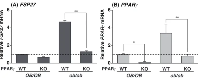 Figure  1.  The  expression  of  FSP27  mRNA  depends  on  the  hepatic  PPARγ  expression  and  fatty  liver formation