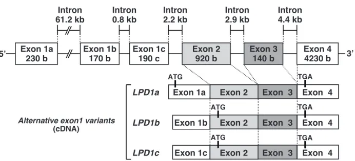 Figure 9. Genomic structure of the liver PPARγ-dependent gene 1 (LPD1) gene in mouse. Exon 1a230 bExon 1b170 bExon 1c190 cExon 2920 bExon 3140 b Exon 44230 bIntron4.4 kbIntron2.9 kbIntron0.8 kbIntron2.2 kbIntron61.2 kbLPD1 genome structure
