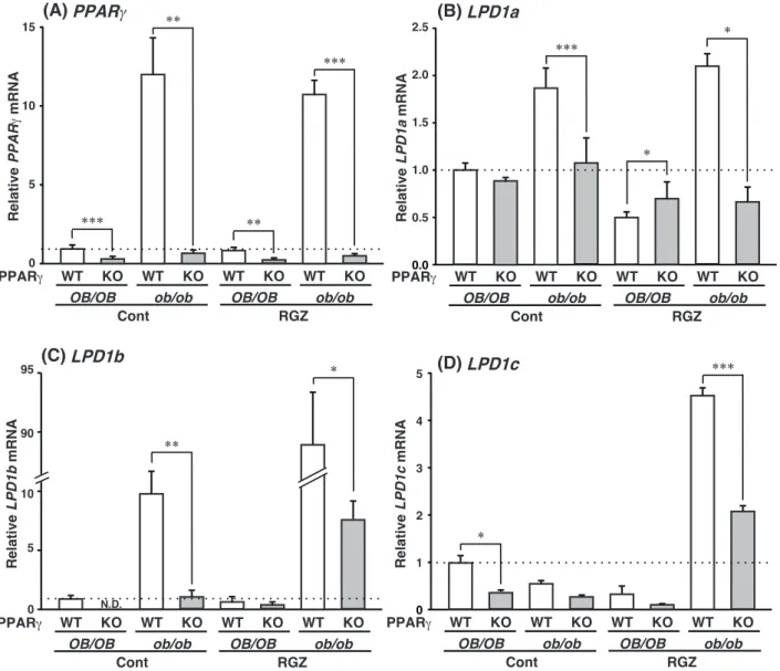 Figure  10. The expression of  LPD1 mRNA depends on the hepatic PPARγ  expression and fatty  liver formation