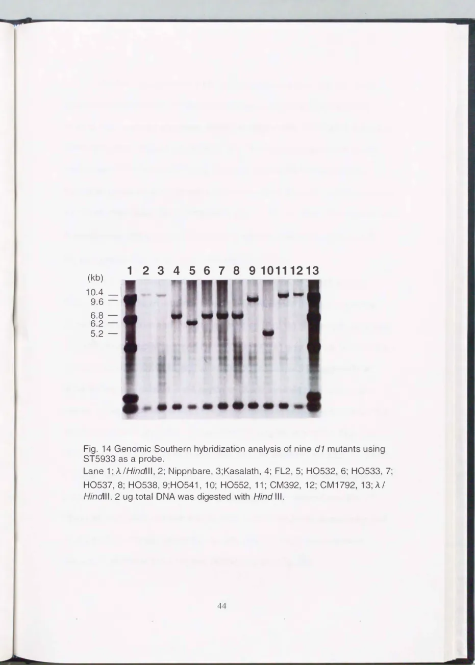 Fig.  14  Genomic  Southern  hybridization analysis  of  nine  d1  mutants using  ST5933  as  a  probe