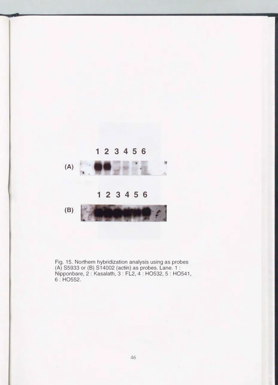 Fig.  15.  Northern  hybridization  analysis  using as  probes 