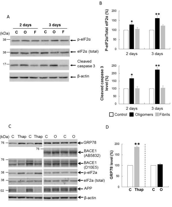 図 4. Aβ オリゴマーは caspase 3  と eIF2α を活性化させた． 