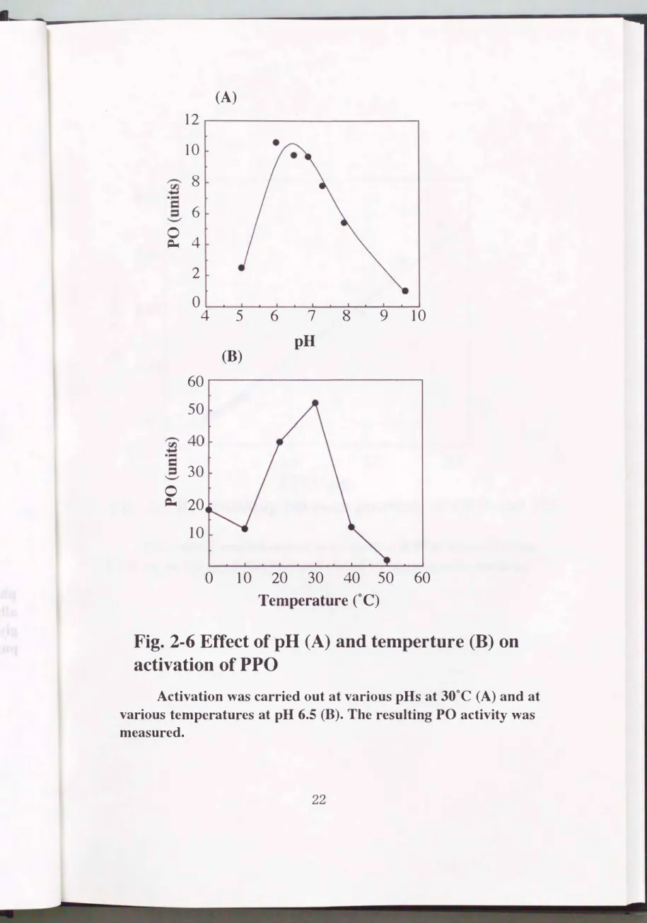 Fig.  2-6  Effect of pH (A)  and temperture (B) on  activation of  PPO 