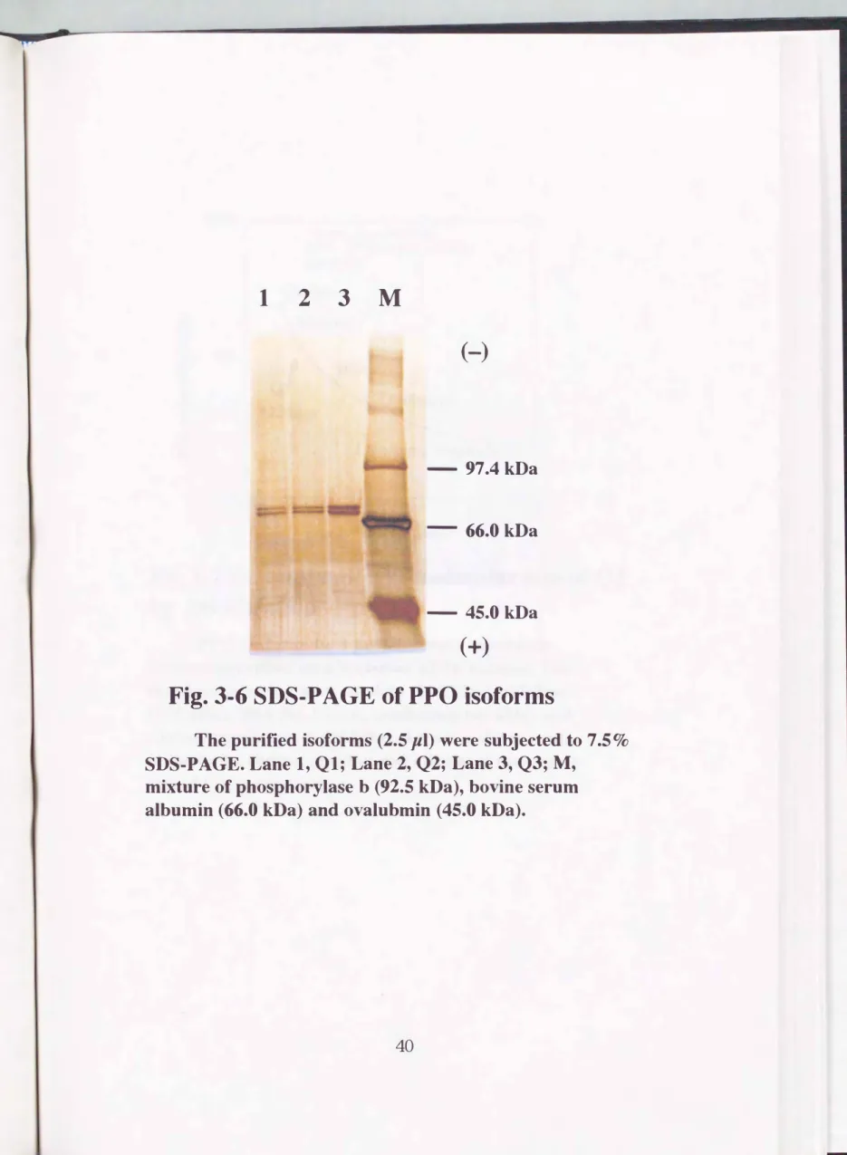 Fig.  3-6 SDS・PAGE ofPPO  isoforms 
