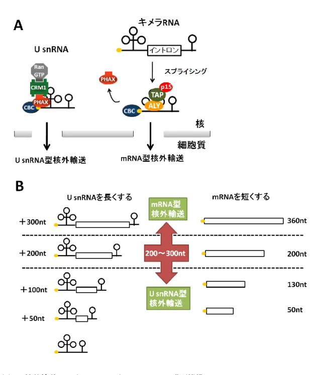 図 4    核外輸送における mRNA と U snRNA の識別機構 