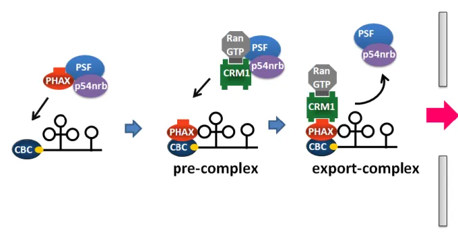 図 9  U snRNA の核外輸送における p54nrb と PSF の役割 