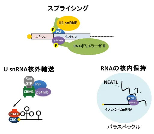 図 12    RNA に応じた p54nrb と PSF の使い分けモデル 