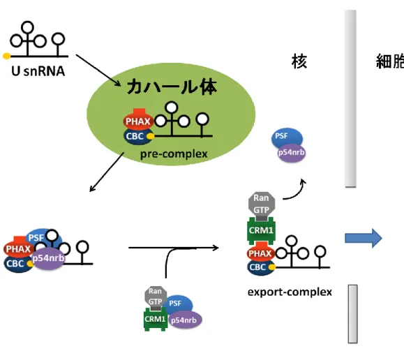 図 13  核内における p54nrb と PSF による U snRNA 核外輸送複合体形成モデル 
