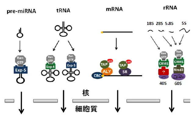 図 1  様々な RNA の核外輸送機構 
