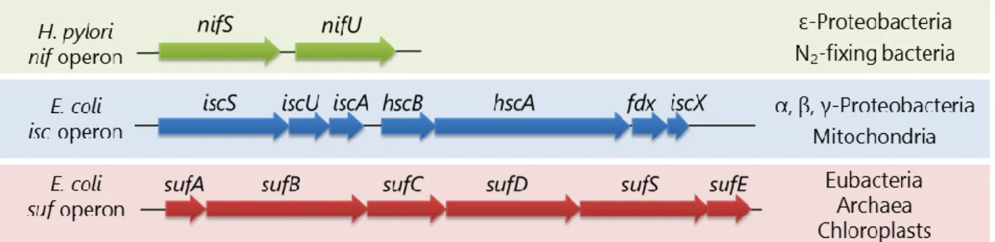 Figure 2. Fe-S クラスター生合成オペロンの比較 