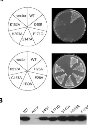 Figure 10. SufC の in vivo 機能に対するアミノ酸置換の影響 