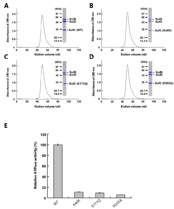 Figure 11.  変異型 SufBCD 複合体の精製と ATPase 活性の測定 