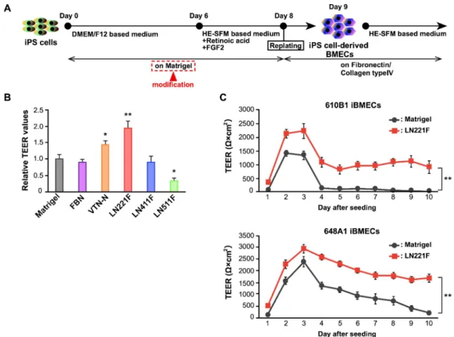 Figure 2-1. Evaluation of TEER values in LN221F- and Matrigel-iBMECs. 