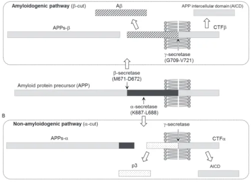 Figure 2    APP processing by secretases.