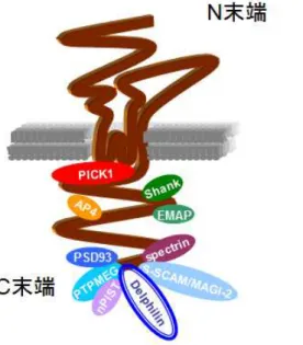 図 5  グ ル タ ミ ン 酸 受 容 体 関 連 分 子 GluD2(茶色)は、細胞外 N 末でシナプ ス形成を誘導し、細胞内 C 末領域で 長期抑圧に関与する。 