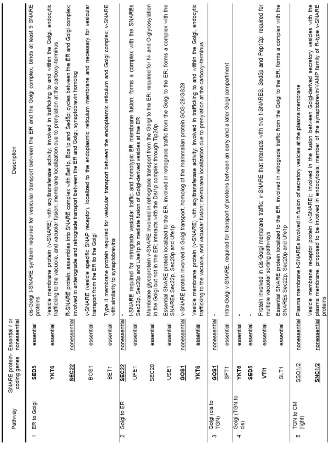 Table 2 SNARE proteins involved in secretion pathway 