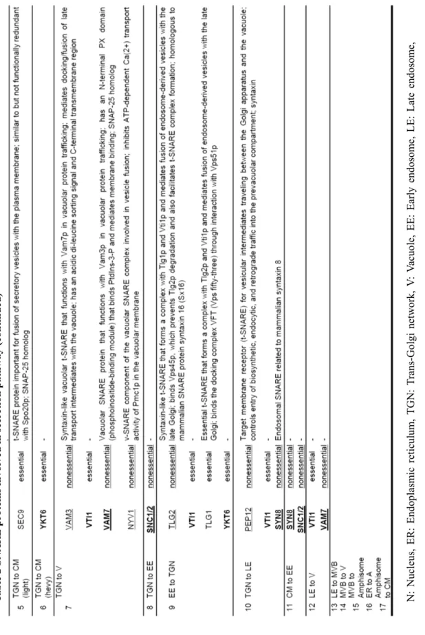 Table 2 SNARE proteins involved in secretion pathway (continued)  N: Nucleus, ER: Endoplasmic reticulum, TGN: Trans-Golgi network, V: Vacuole, EE: Early endosome, LE: Late endosome,  MVB: Multi vesicular body, A: Autophagosome, CM: Cell membrane