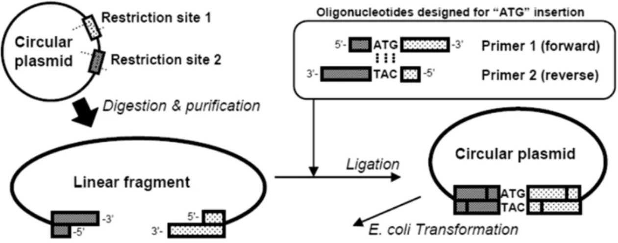 Fig. 1 Schematic illustration of the one-step construction method for plasmids (OSCoM-P) The  digested linear fragments of the plasmids were ligated with the designed primers at a dry weight  ratio of 1:1–1:10 (linear plasmid:each primer)