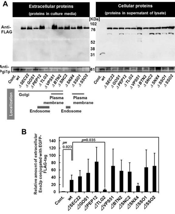 Fig. 7 Intracellular SNARE dependence of Eno2p and Pgi1p secretion A: Secretion in strains  transformed with Eno2-expressing plasmids