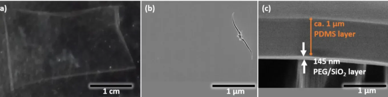 Figure 1-4. PVA/TiO 2  layer-by-layer nanomembrane. (a) Digital image of large-size, ca