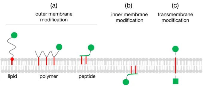 Figure 1-2. (a)  膜外葉上に分子を提示する各種膜修飾分子、 (b)  膜内葉上に分子を提示する膜 修飾分子、(c)  細胞膜外、内葉上に分子を提示する膜貫通型の膜修飾分子  1