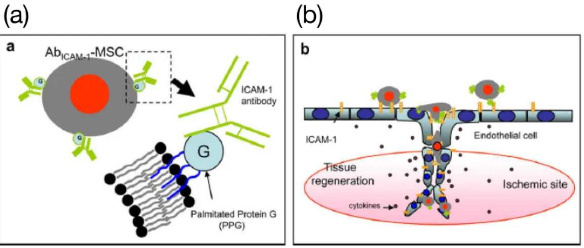 Figure 1-5. (a) PPG を介して抗体を修飾した MSC の模式図、(b)  抗体修飾 MSC の患部への 送達の模式図 22 