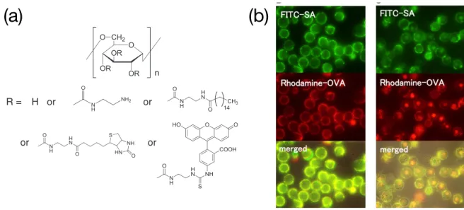 Figure 1-9. (a)  デキストランを主鎖とするポリマー型膜修飾分子、 (b)  ポリマー型膜修飾分子 により膜上に修飾された SA（緑）および OVA（赤）（左：修飾直後、右：培養 1 時間後） 33 