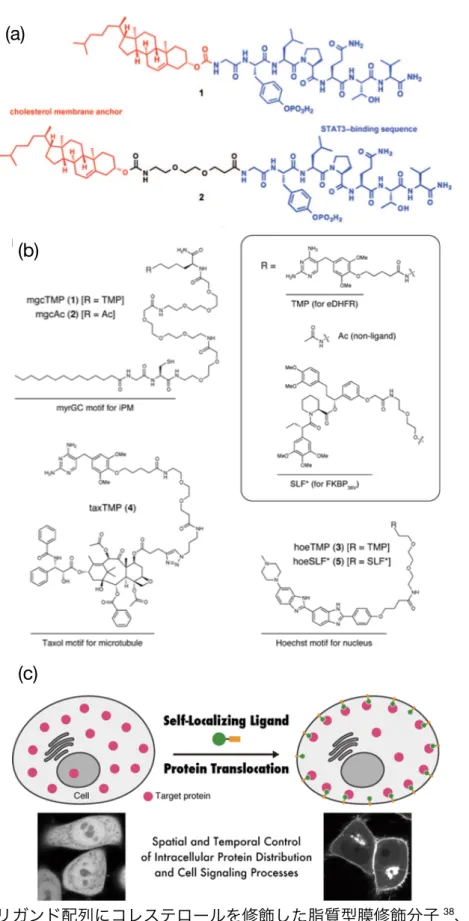 Figure 1-11. (a)  リガンド配列にコレステロールを修飾した脂質型膜修飾分子 38 、(b) TMP を 修飾した脂質型膜修飾分子 39 、(c) TMP による eDHFR の膜内葉への局在化 39 