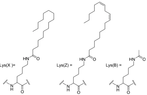 Figure 2-3.  各種疎水基修飾 L-Lys の構造 