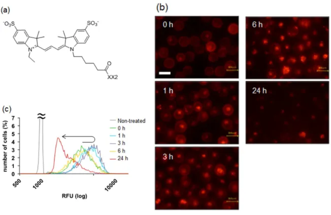 Figure 2-5. (a) Cy3 の構造、(b) Cy3 修飾 XX2 で修飾した K562 細胞の蛍光顕微鏡画像（スケ ールバー：20 µm） 、(c)  Cy3 修飾 XX2 で修飾した K562 細胞のイメージングサイトメトリー による評価 