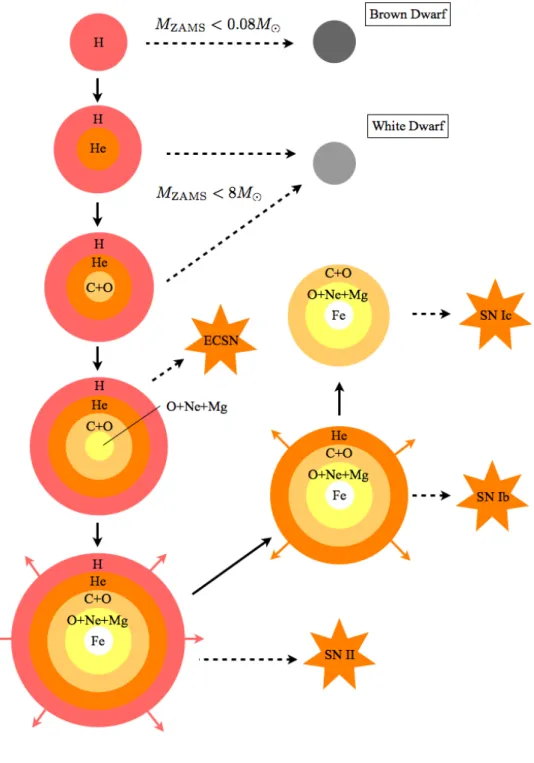 Figure 2.1: Evolutionary pathway to CC SN.