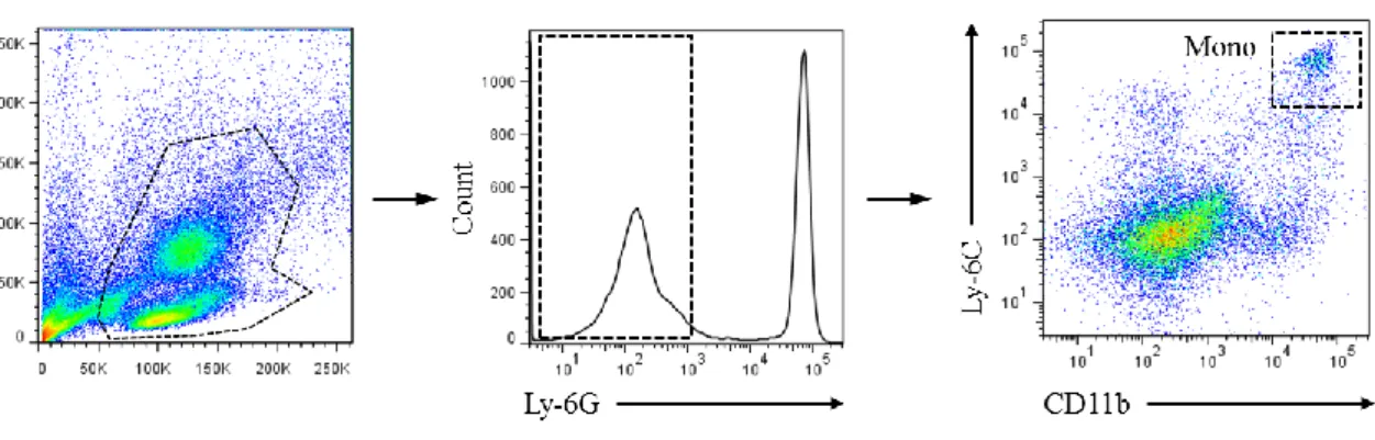 Figure 6. Gating strategy for the flow cytometric analysis of peripheral circulating  monocytes