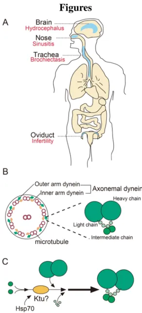 Fig. 1. Schematic picture of motile cilia structure 