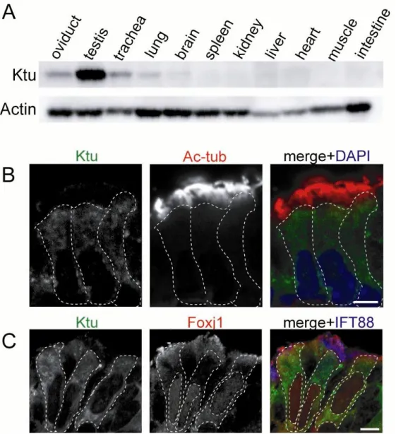 Fig. 2. Ktu is expressed in multiciliated tissues. 