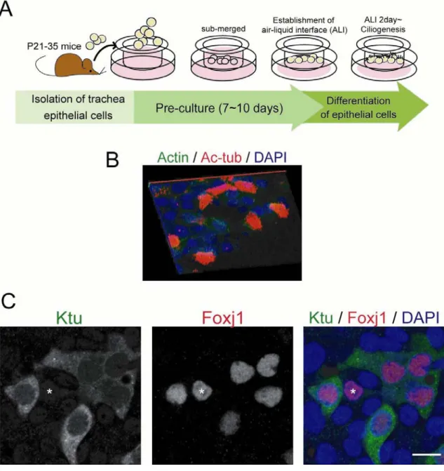 Fig. 3. In vitro studies of ciliogenesis using MTEC   