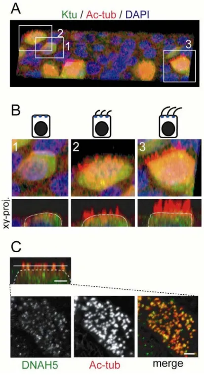 Fig. 4. Localization of Ktu during ciliogenesis 
