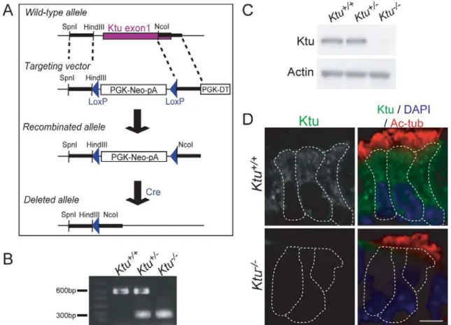 Fig. 5. Generation of Ktu knockout mouse. 