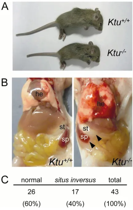 Fig. 6. Ktu knockout mice show primary ciliary dyskinesia 