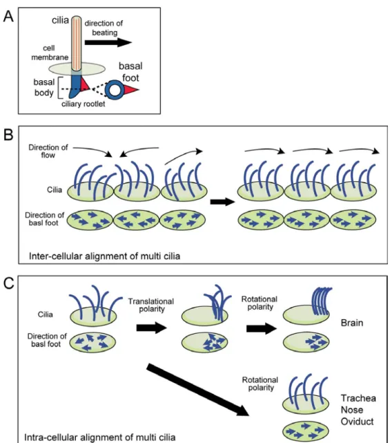 Fig. 10. Schematic view of coordinated ciliary alignment within the cell and among  cells 